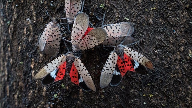 Adult spotted lanternflies remove sap from a tree with their mouthparts.