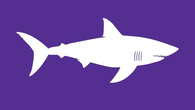 The white silhouette of a white shark stands out on a purple field.