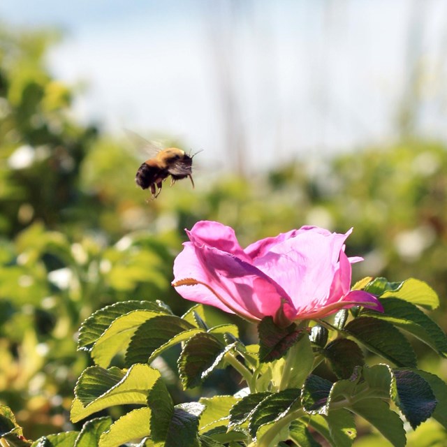 A bee flies up to a bright flower on a hill.