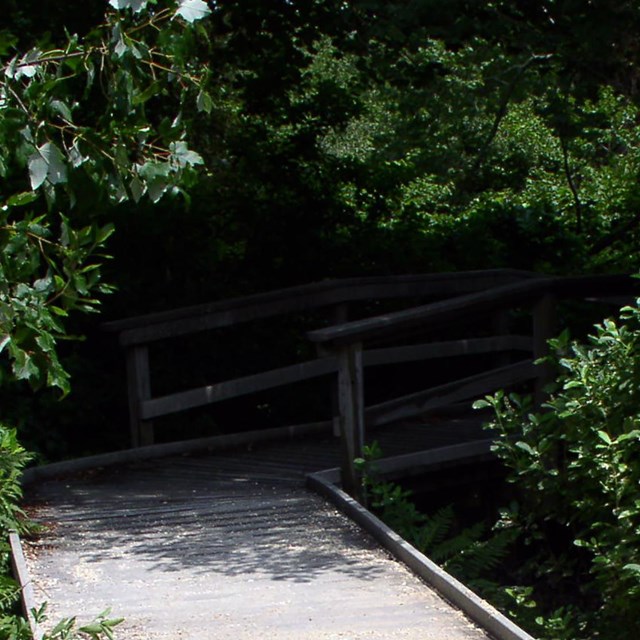 A boardwalk extends through low bushes into woods.