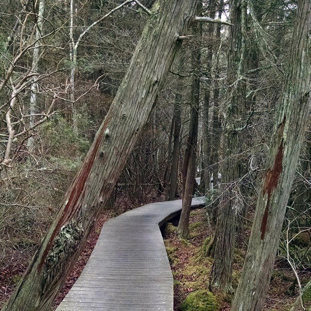 A board walk extends straight out into a light colored wooded area.