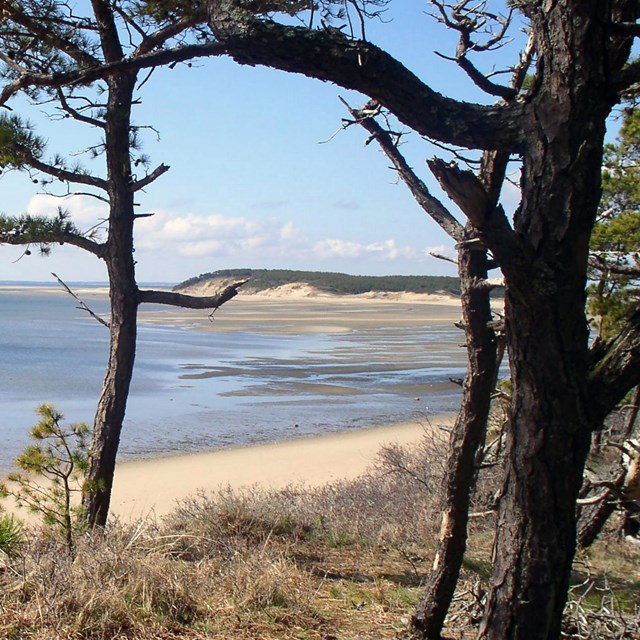 A beach stretches out from an overlook with pine trees.
