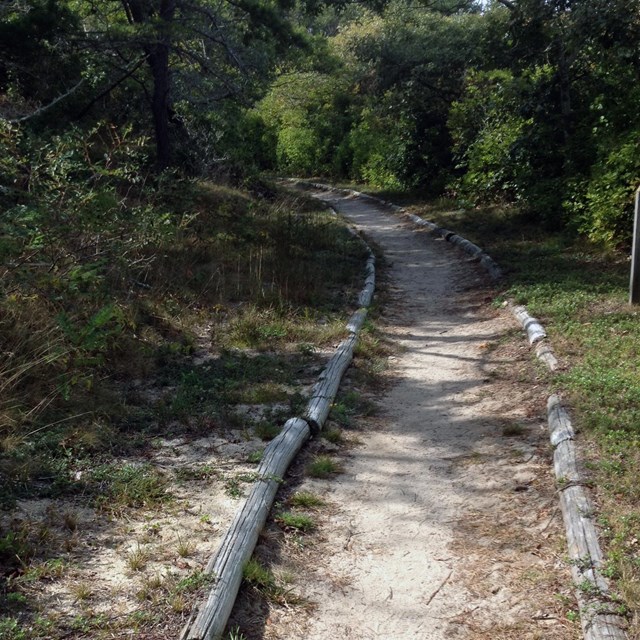 A dirt trail extends into a forest.