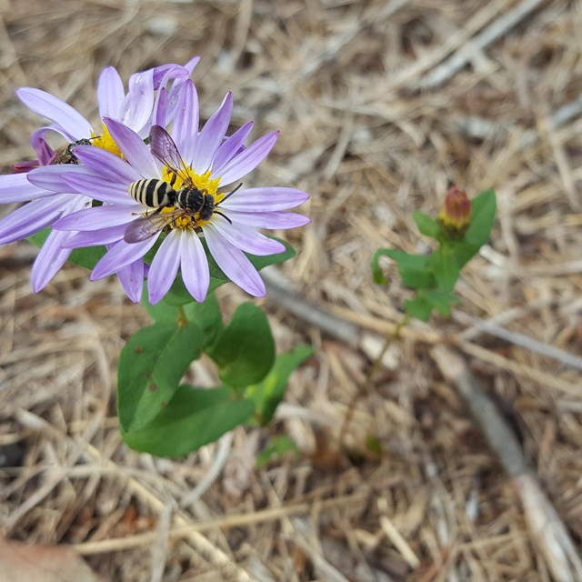 A yellow and black inseft sits on a blue flower.