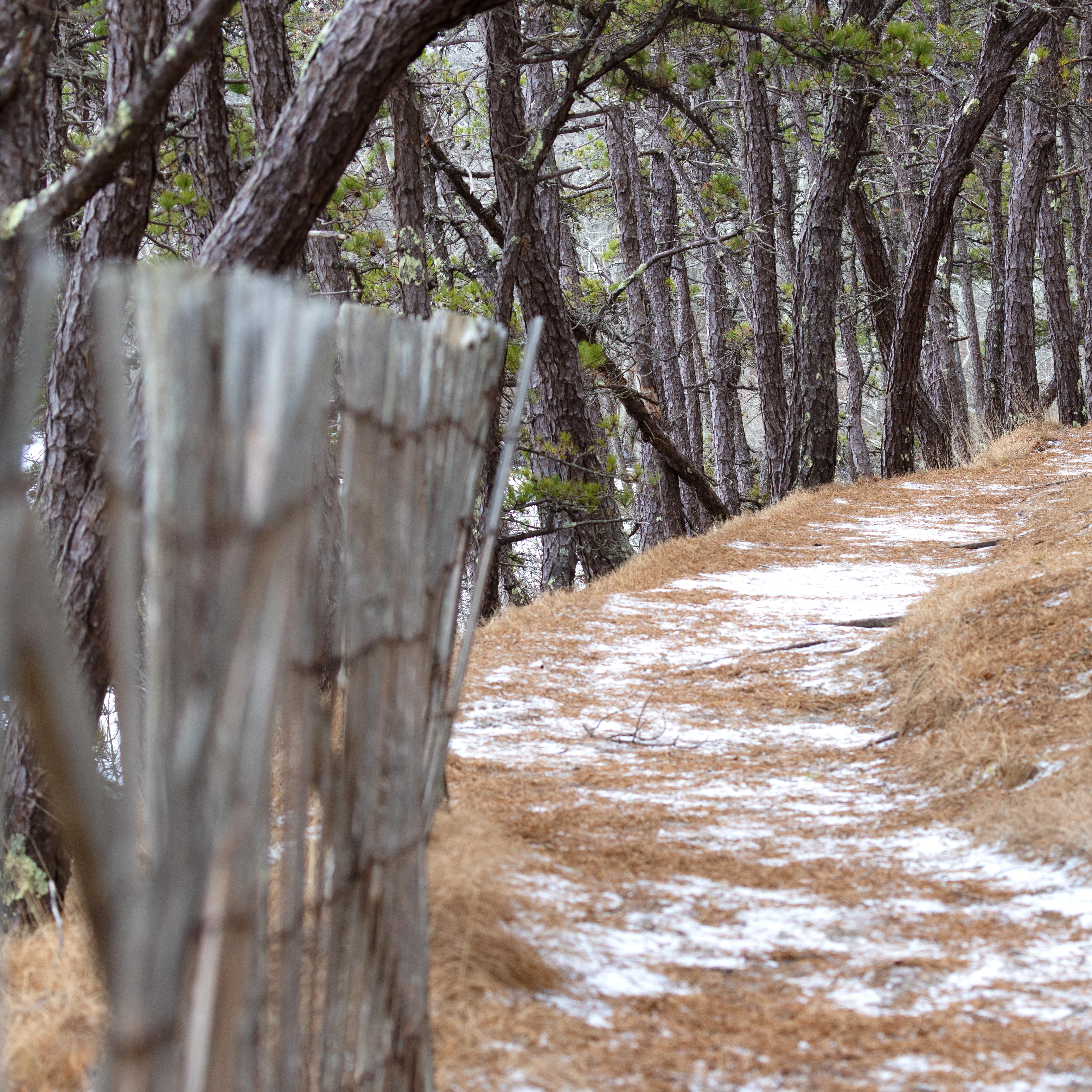 A photo of a hiking trail in a forest with light snow on the ground.