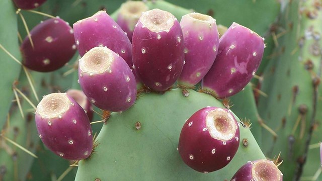 close up of prickly pear cactus pad with ripe fruits