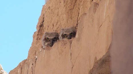 two fuzzy feathered baby Great Horned Owls perched on a ledge