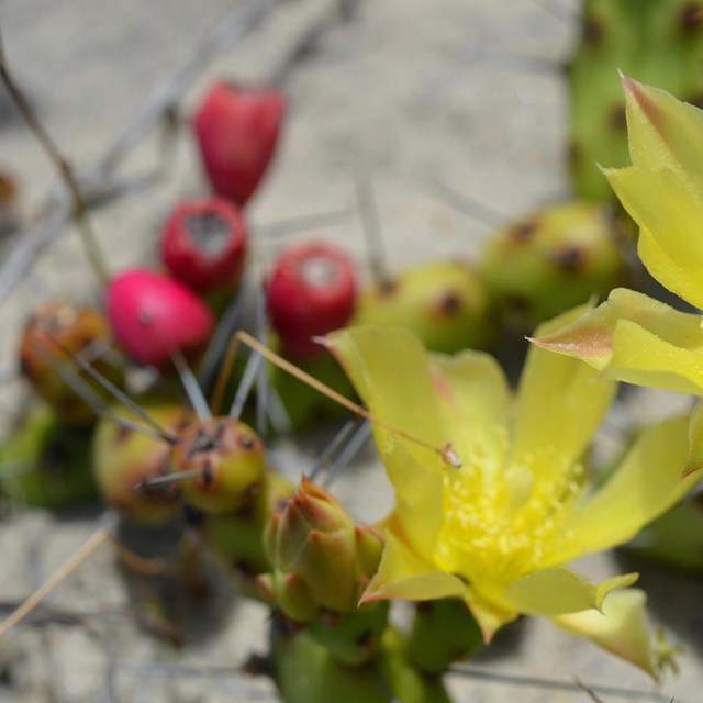 Spines on a Prickly Pear Cactus