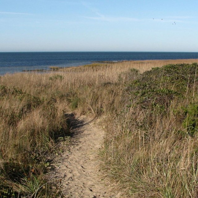 Hiking trail along Pamlico Sound