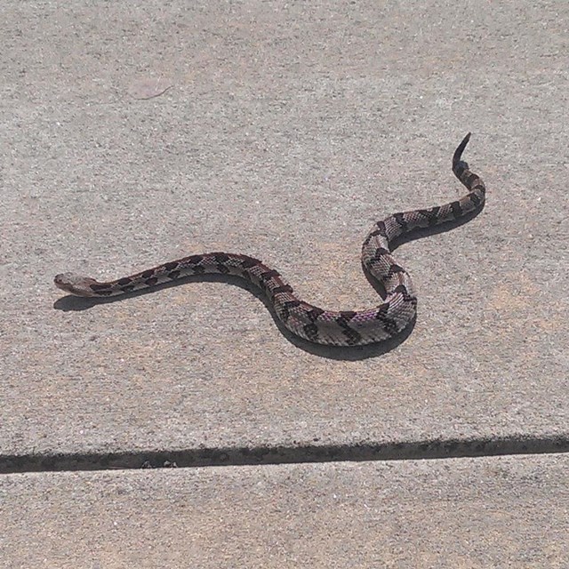 Timber Rattlesnake on walkway