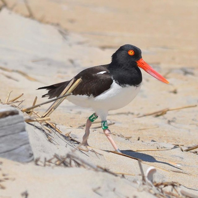 American Oystercatcher on beach