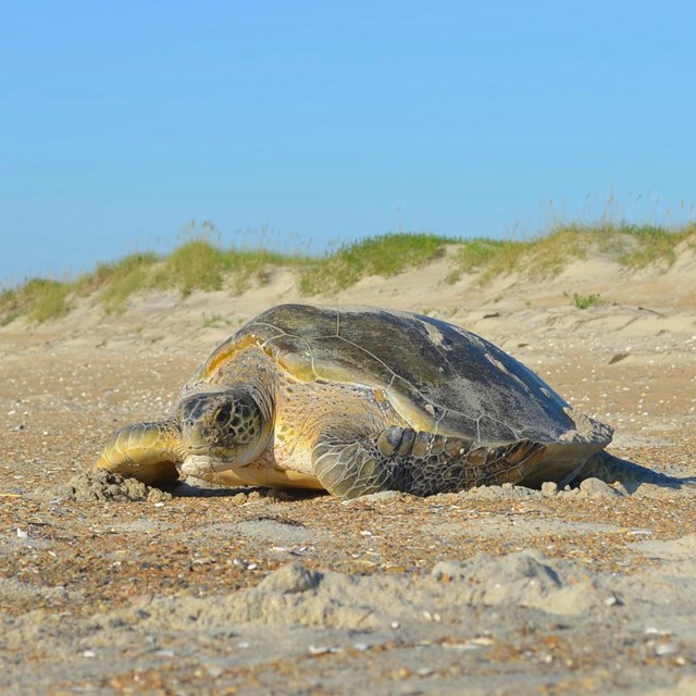 Green Sea Turtle on beach