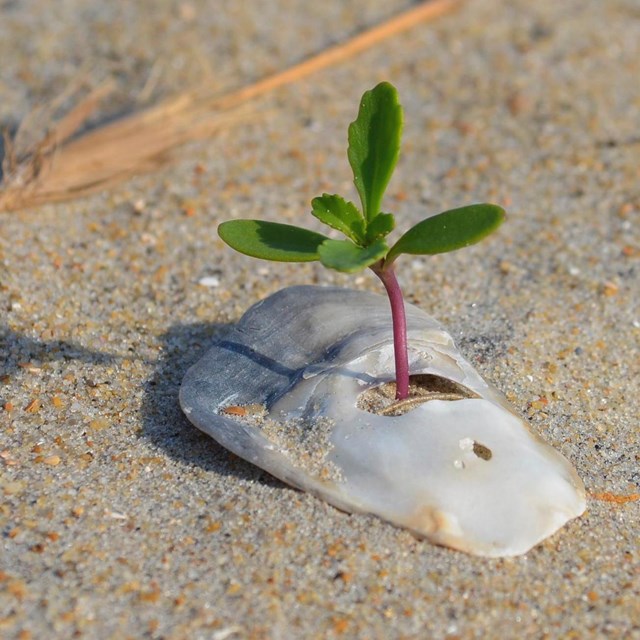 Plant growing out of a shell