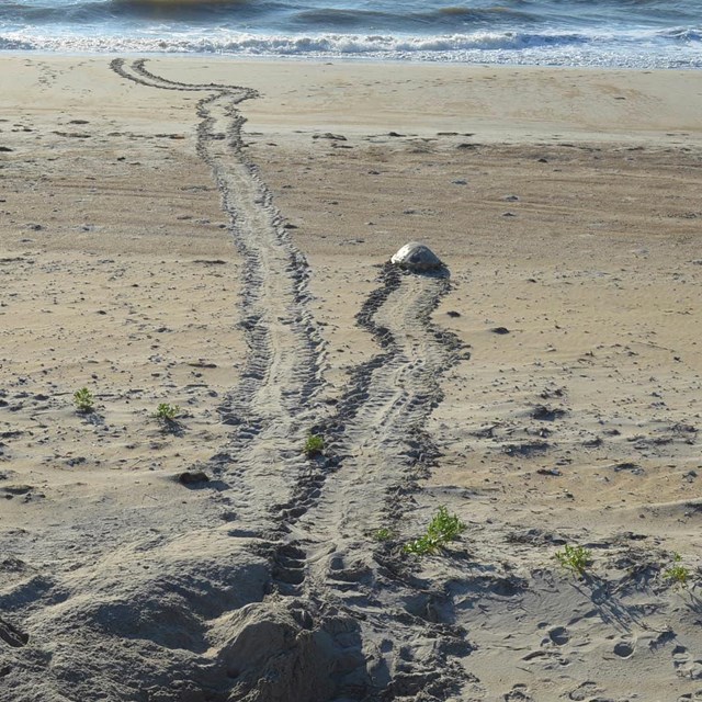 Sea turtle returning to the ocean