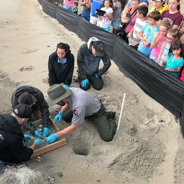 color photo of a ranger and staff kneeling in the sand counting turtle eggs as a crowd of kids watch