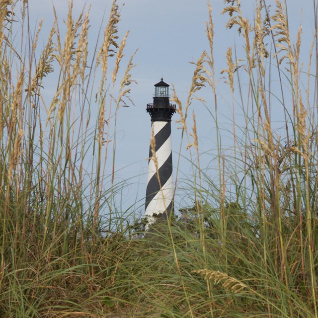color photo of sea oats and Cape Hatteras Lighthouse.
