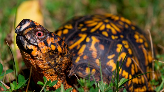 An eastern box turtle. 