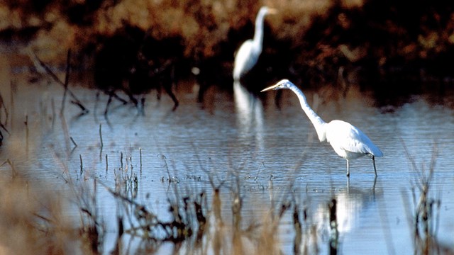 Two egrets in a marsh. 