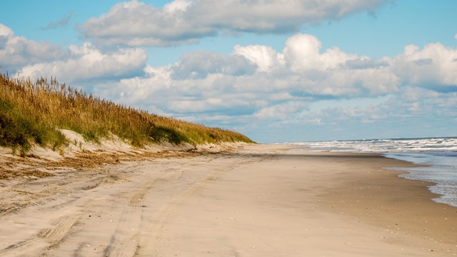 A beach scene with grassy dune. 