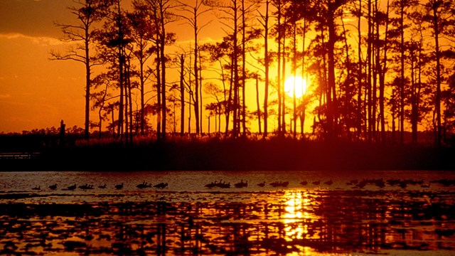 A bright sunset with pine trees, still water, and shore birds. 