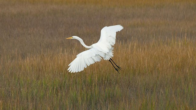 An egret flying over a marsh