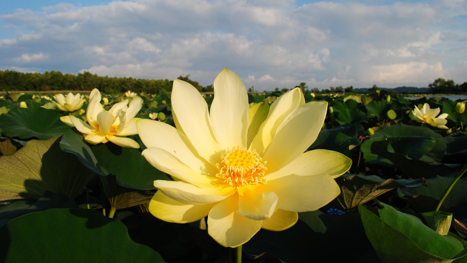 A lotus flower in a river full of vegetation