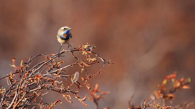 A bluethroat perched on a branch.