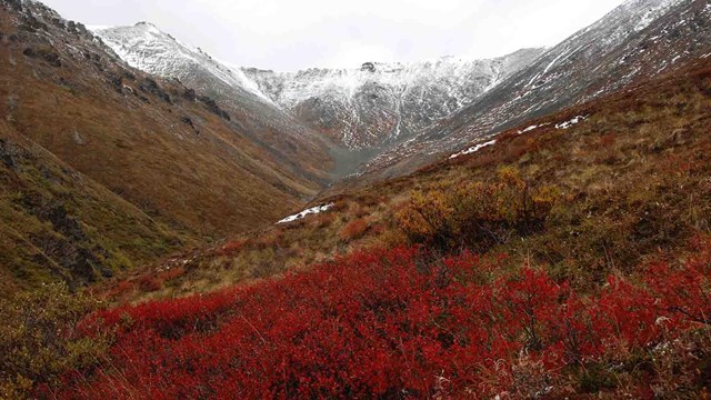 A mountainside in the fall.