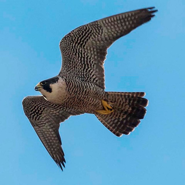 A falcon in flight.