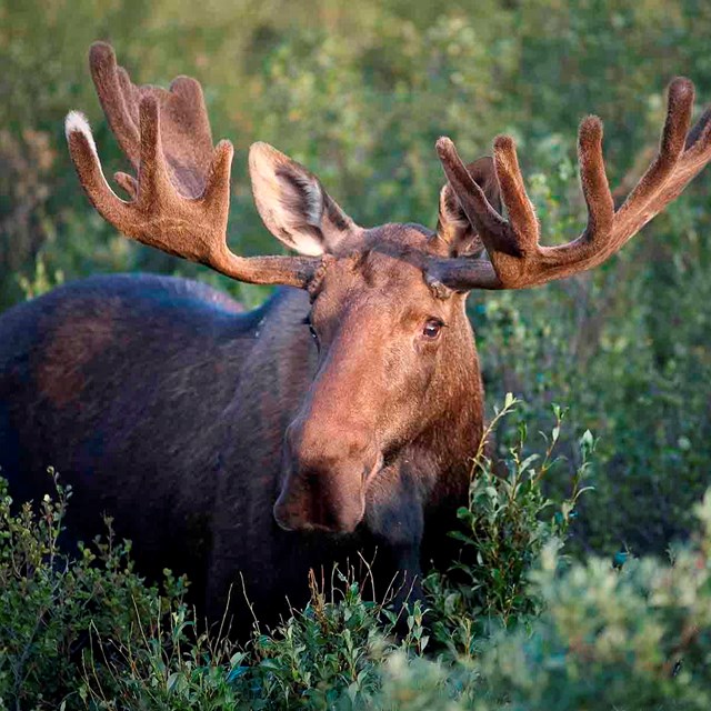 A bull moose.
