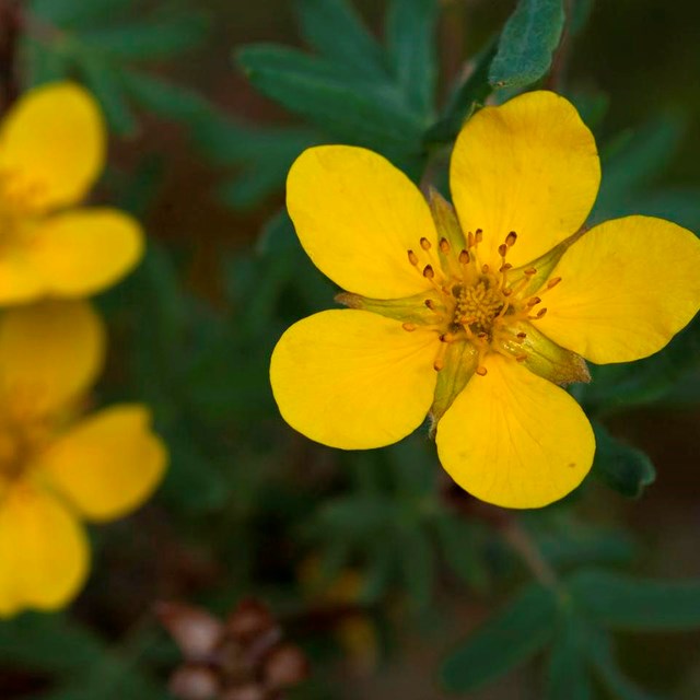 A yellow flower.