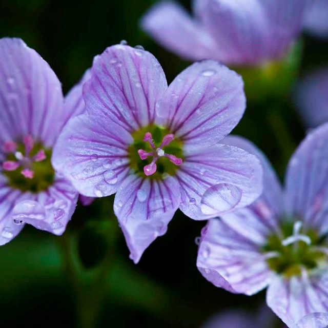 Pale purple flowers.