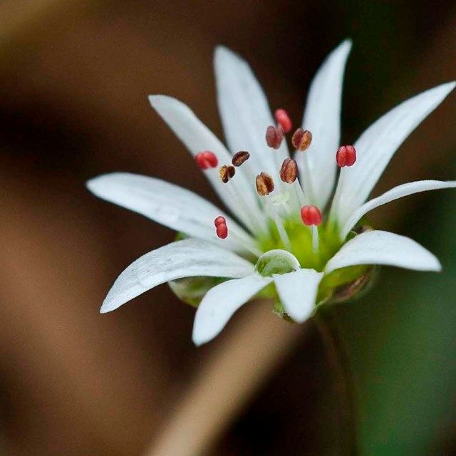 A star-like white flower.