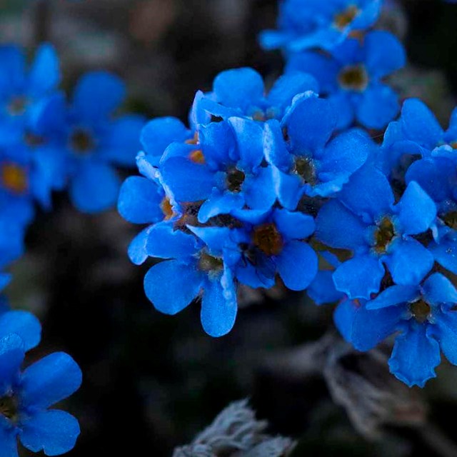 A bunch of vivid blue forget-me-nots.