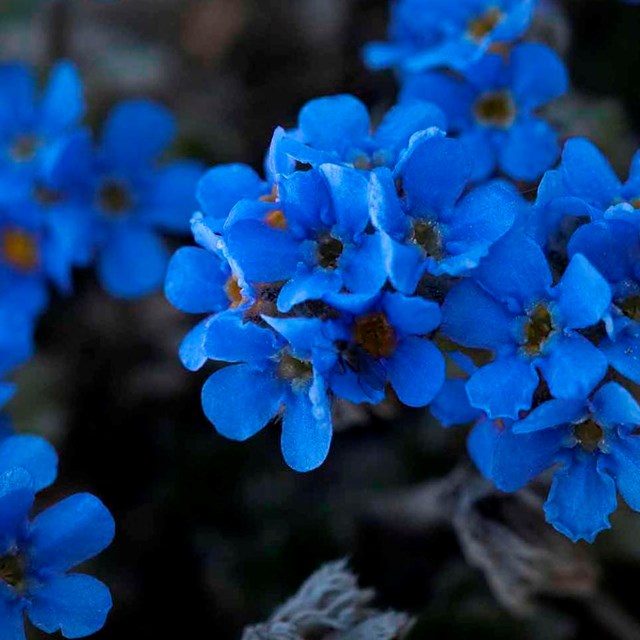 A bunch of vivid blue forget-me-nots.