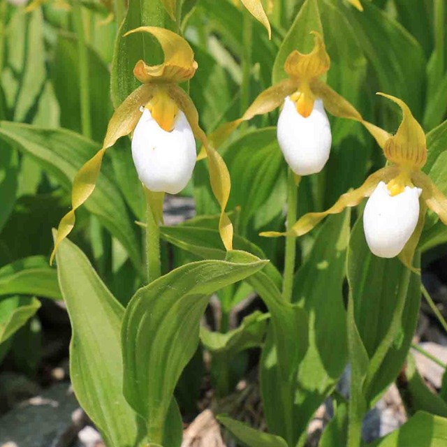 A rare orchid found in Wrangell-St Elias.