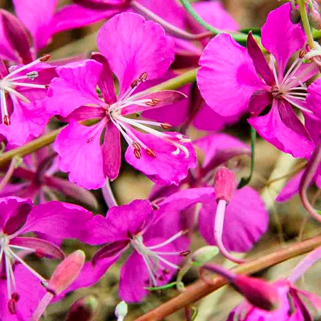 Bright pink fireweed flowers.