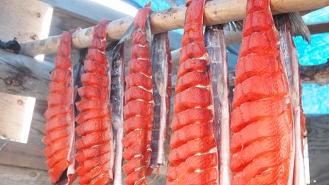 bright orange salmon drying on a fish rack