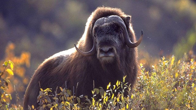 Large dark brown bull muskox stands in a field of willows