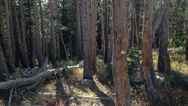 A dense conifer forest in afternoon light.