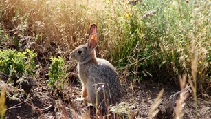 A rabbit sits in a small shrub.
