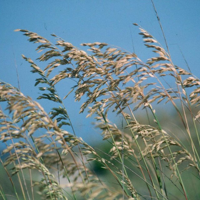 Sea oats.