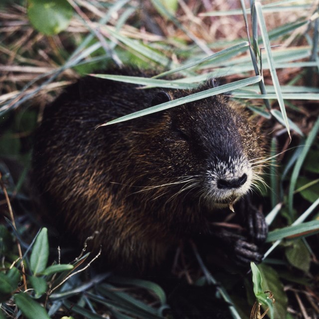 A nutria.