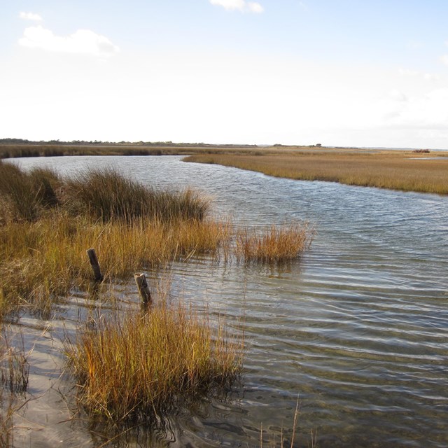 Marsh on South Core Banks