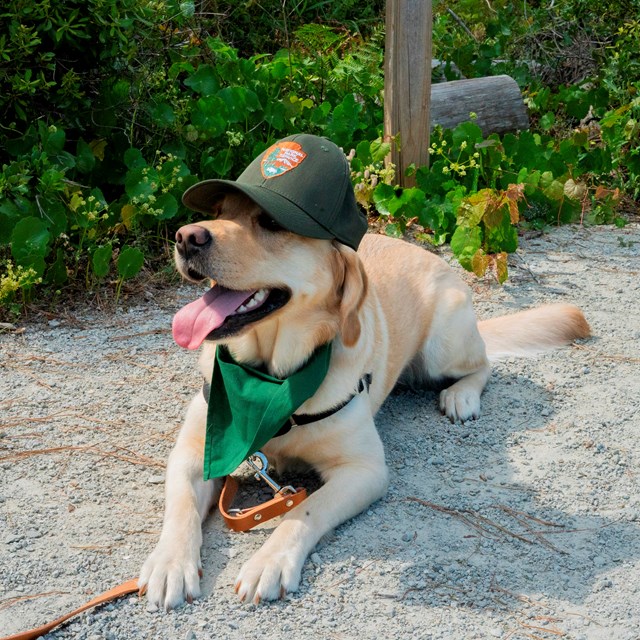 A dog lays down in the dirt, wearing a green NPS hat. 