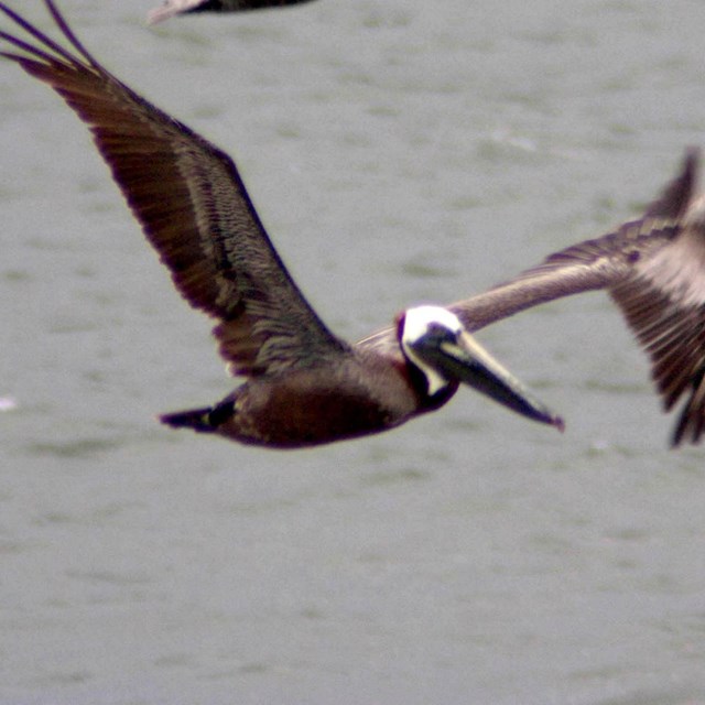 The Eastern Brown Pelican