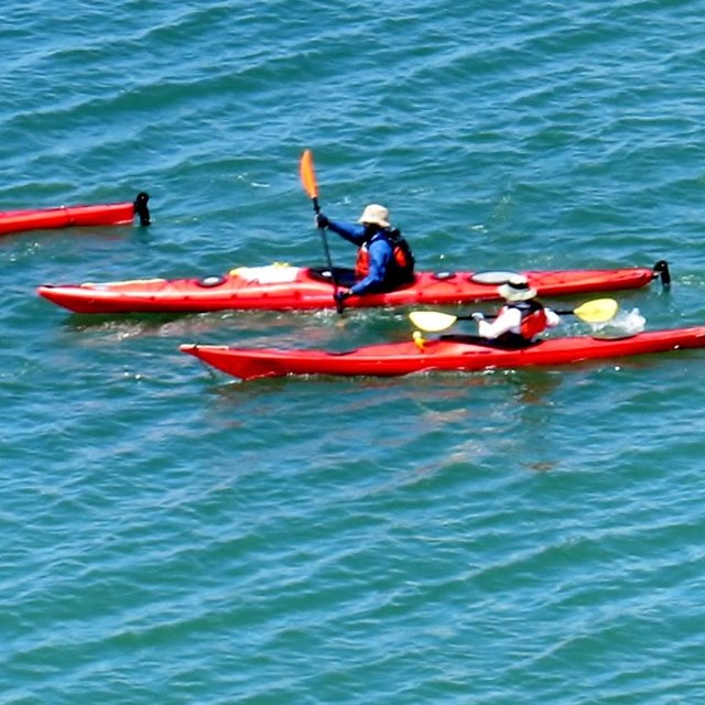 A group of kayakers cross the open water.
