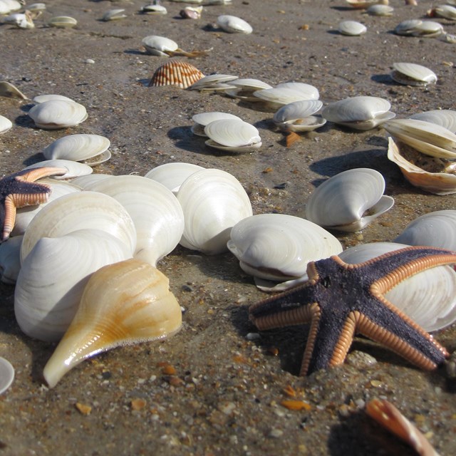 Seashells and starfish on the beach.