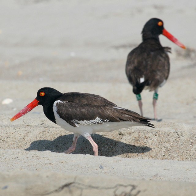 Oystercatchers