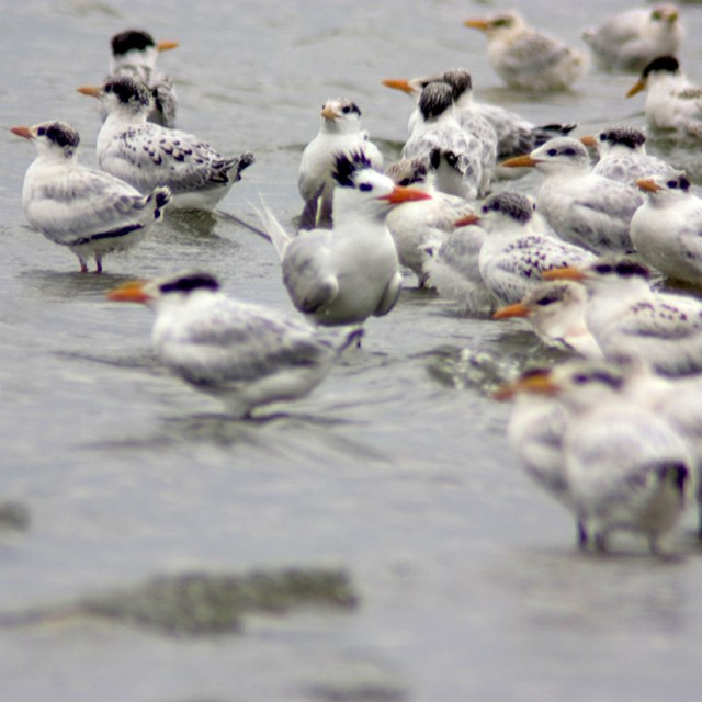 Royal Terns and Sandwich Terns